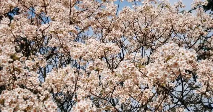 关中食话 | 张西昌：桐花麦饭|关中|桐树|泡桐_新浪新闻