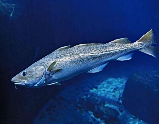 银鳕鱼最适合孩子吃?你被骗了,2种鱼比银鳕鱼便宜3倍营养还高