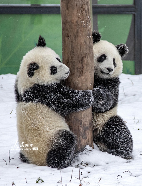 熊猫戏雪 憨态可掬
