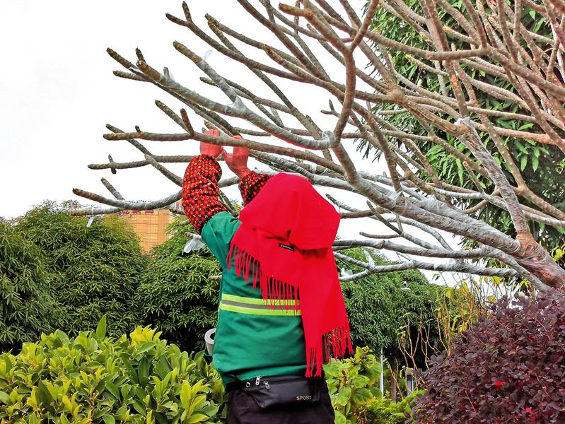 绿化工人冒着严寒为路边的鸡蛋花树穿上"保暖衣" 记者程勇可摄