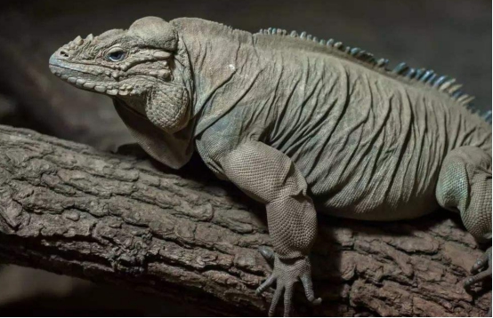 6亿年前就出现的爬行动物,它不仅是恐龙的祖先,也