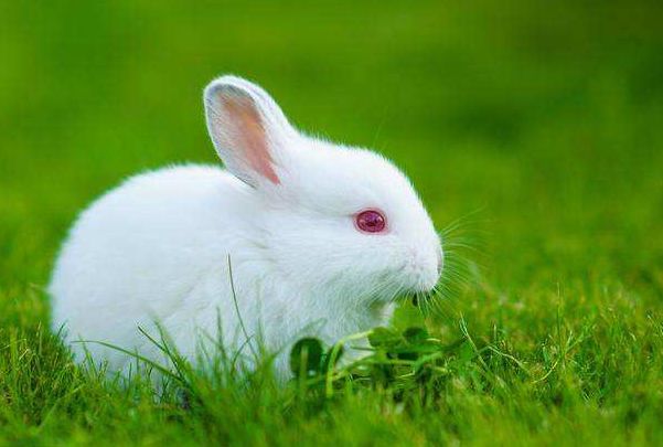 惹不起的生肖兔12月22是你最大转运日后半生秒变发兔