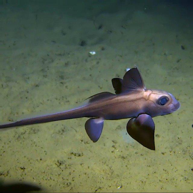 现存相当古老的银鲛目家族的鬼鲨