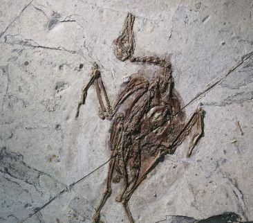 在内蒙古中发现了一块形状为"诡异"或祖先形状的蝙蝠化石