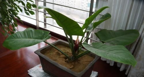 红苞喜林芋怎么分株或移栽选用这种方法可以一盆变多盆