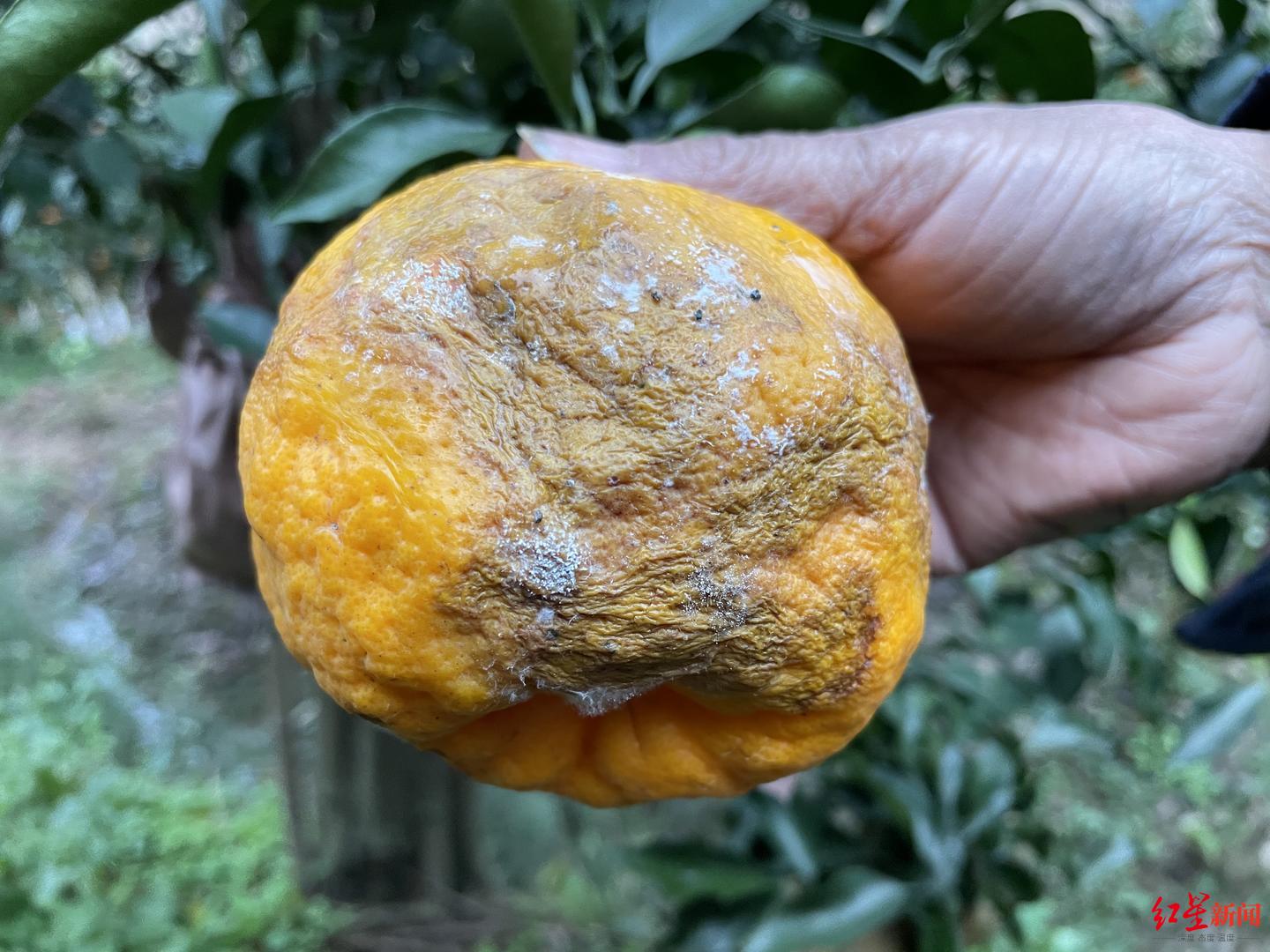 柑橘冻害症状图片图片