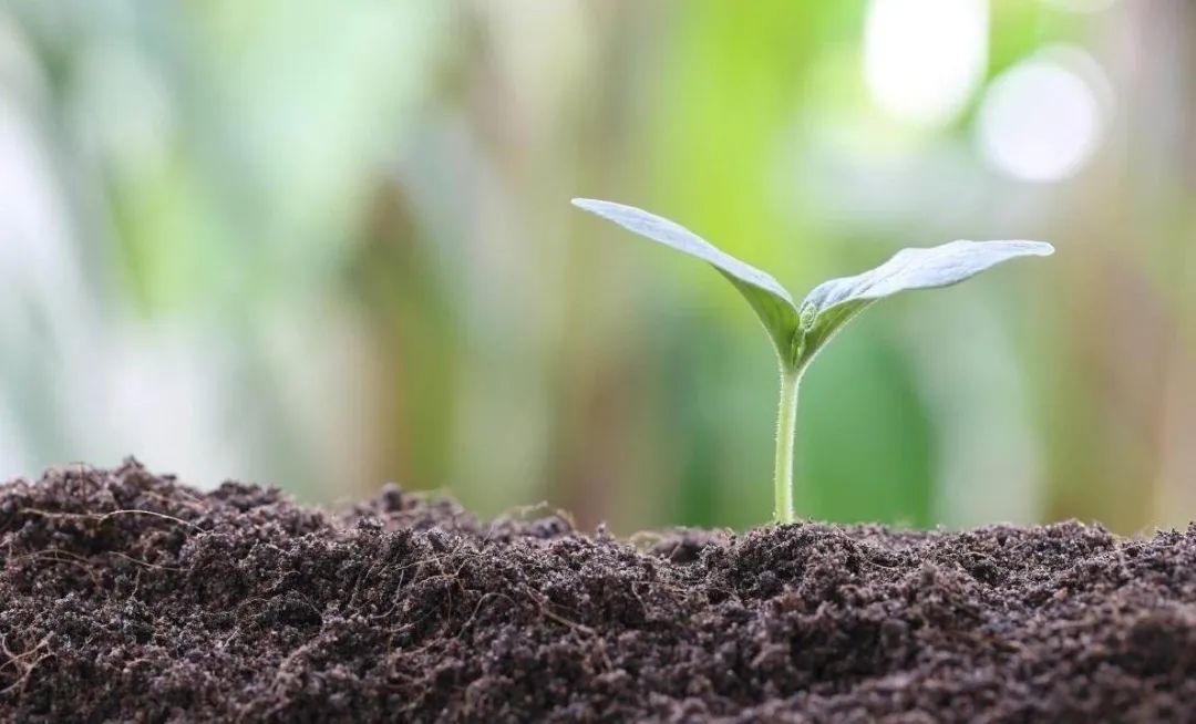 种菜,不少国人的梦想要破灭了,但含有惊喜物质|地球|月球_新浪新闻