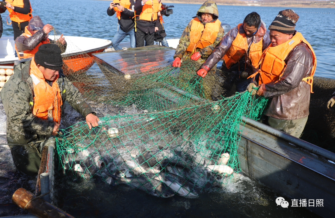 桃花鱼"专业的捕捞团队也"摩拳擦掌"现场所有人都充满了期待显得十分