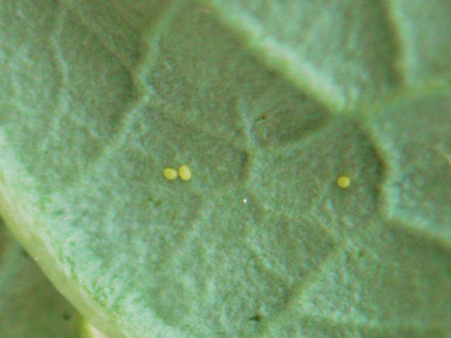 小菜蛾卵小菜蛾棕榈蓟马豆杆黑潜蝇美洲斑潜蝇瓜绢螟成虫瓜绢螟