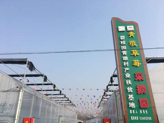 青墩村:青年干部来"墩苗"跑好乡村振兴"接力赛"