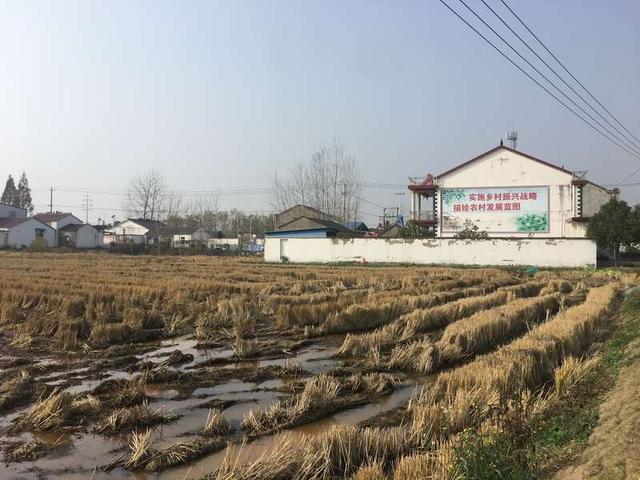 青墩村:青年干部来"墩苗"跑好乡村振兴"接力赛"