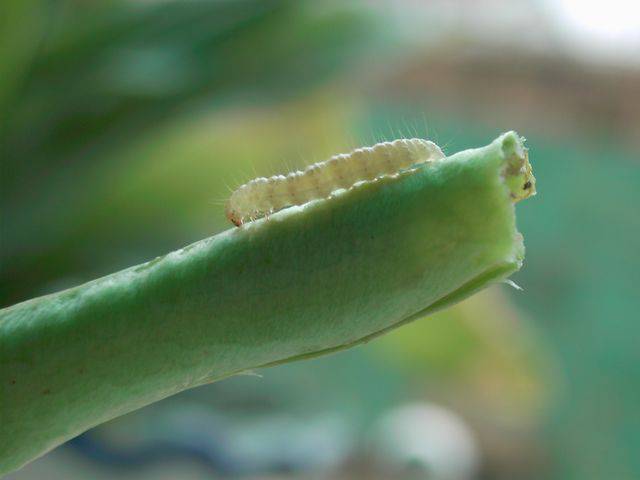 小菜蛾小菜蛾卵菜粉蝶(菜青虫)斜纹夜蛾甜菜夜蛾黄曲条跳甲蝼蛄来源