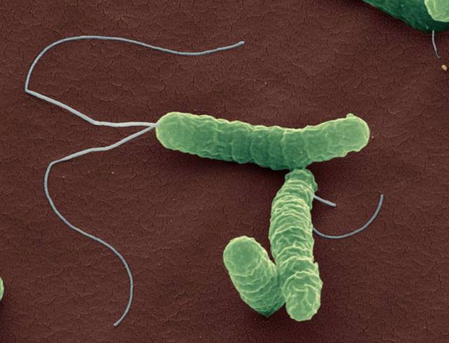 一人感染全家被传染，这种细菌我国超一半人感染！