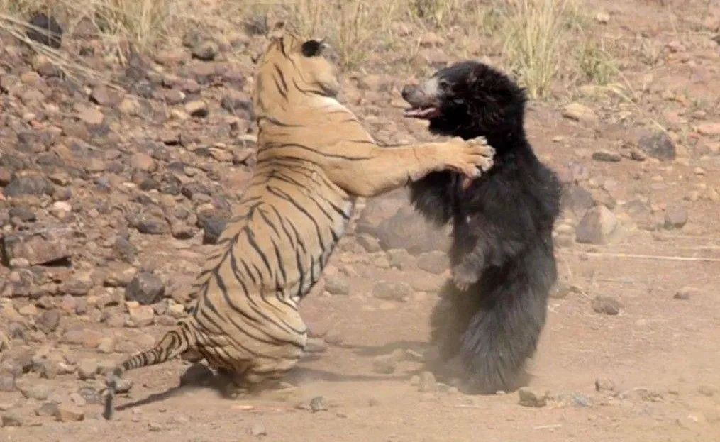 都位于食物链顶端,虎熊斗为何这次熊输了,我国小兴安岭出现怪事