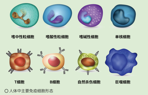 藏文科普免疫细胞是如何保护我们自己的一场免疫保卫战打响