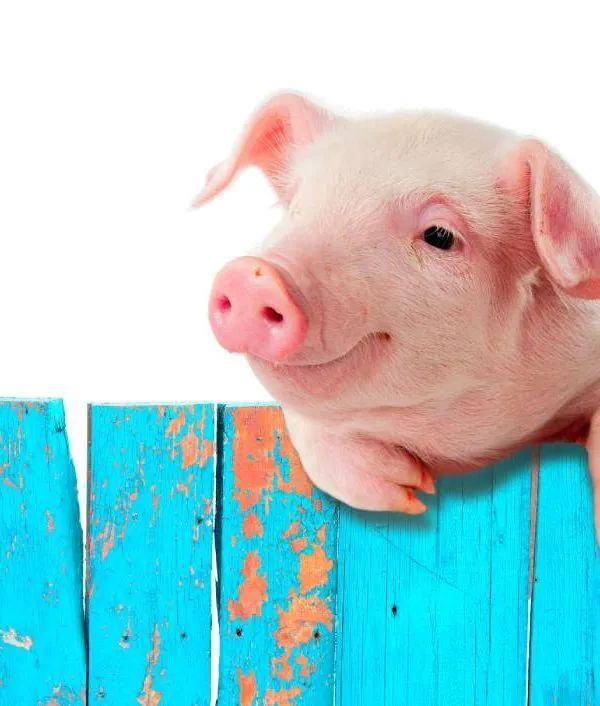 “飞”向房企的猪！1400家涉房企业跨界养猪，房企多元业务迎来新风口？