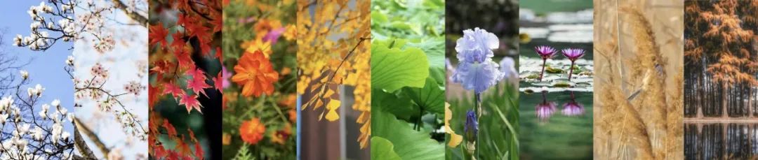 【探索】2020年魔都绿化十大流行色盘点→