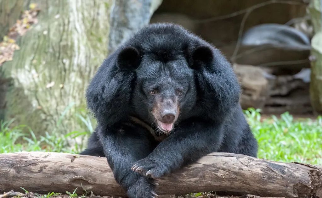 为何这次熊输了,我国小兴安岭出现怪事|棕熊|黑熊|小兴安岭_新浪新闻