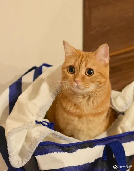 可可爱爱橘子喵!眼里永远怀有疑问或委屈!