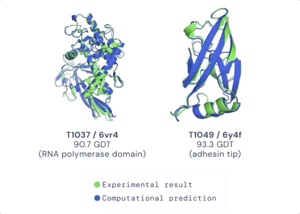 图：ALPHAFOLD 预测了与实验结果相对应的高度精确的结构