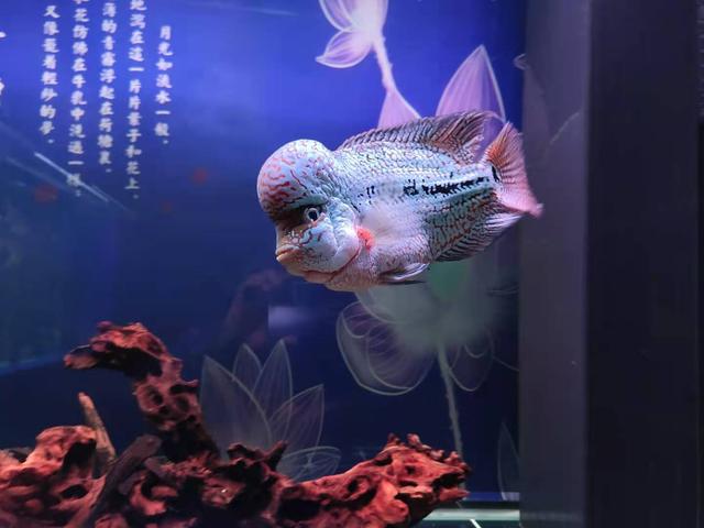 下述这种给观赏鱼治病的方式不如直接把观赏鱼掐死完事