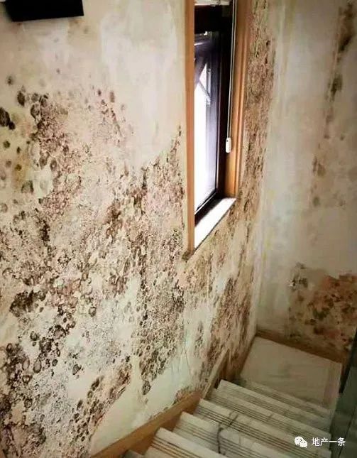 发霉的墙壁，受访者供图。