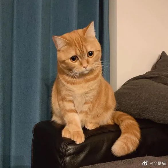 可可爱爱橘子喵!眼里永远怀有疑问或委屈!