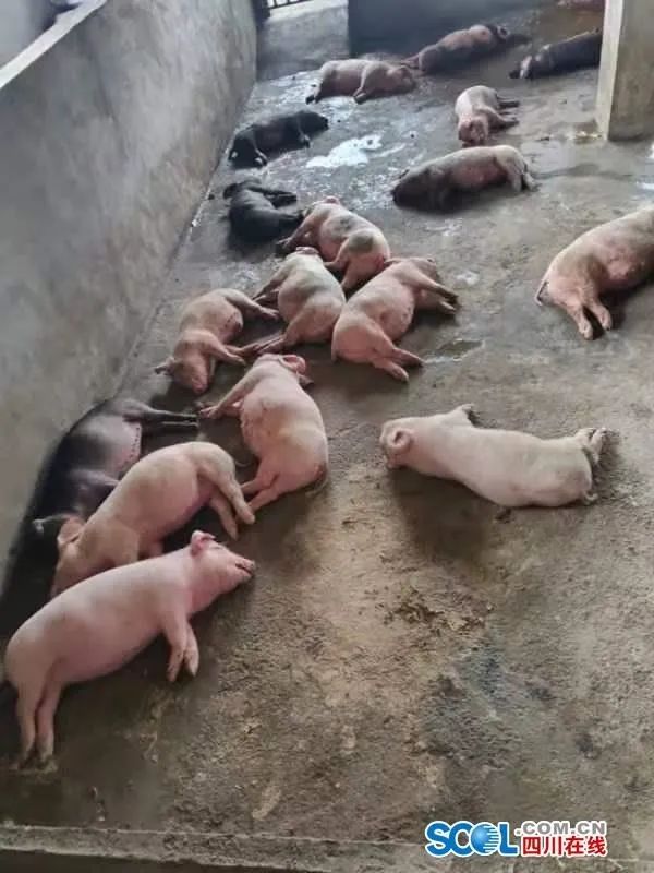 巴中通江一养猪场烧煤取暖遭遇意外 近百头猪死亡