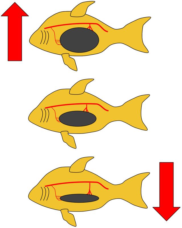 鱼鳔|鱼|浮力_新浪新闻