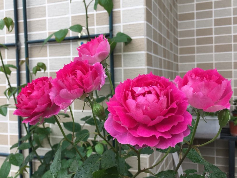 世界名花天方夜谭花似牡丹美又香家养一株四季有花赏