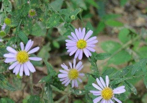 农村有种"返魂草",名字好听却常被忽略,根茎一斤能卖20元