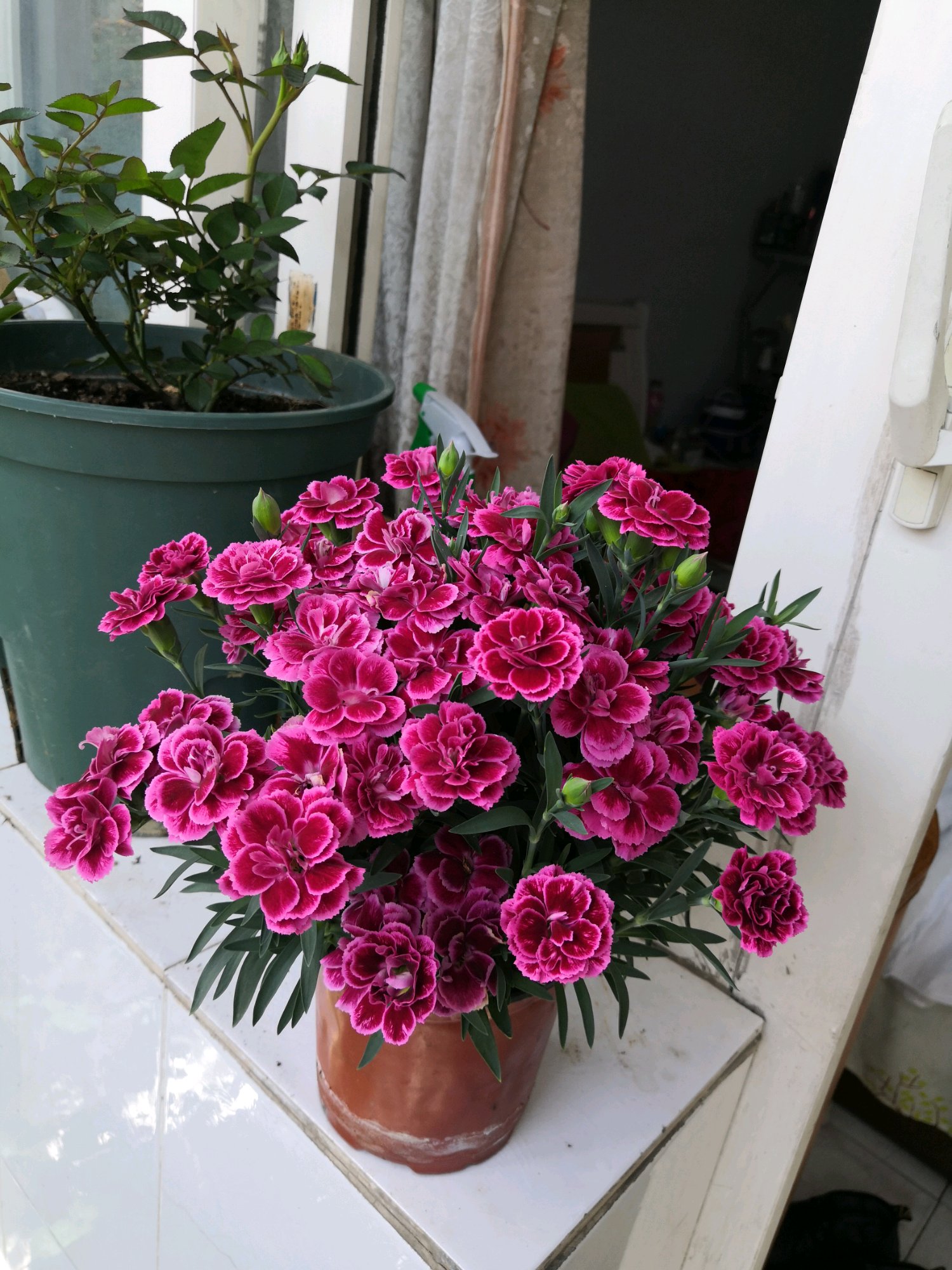 阳台养一盆大花香石竹四季有花看香气四溢