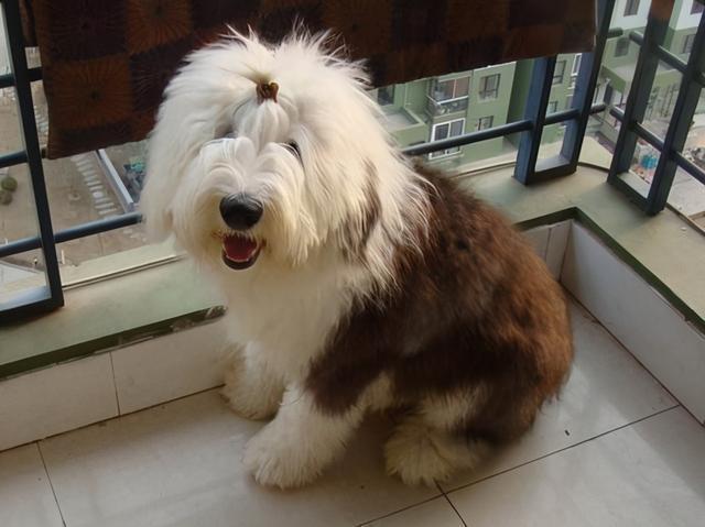 古牧犬其实存在历史很短,只有200年左右,是由多种欧洲的牧羊犬杂配而