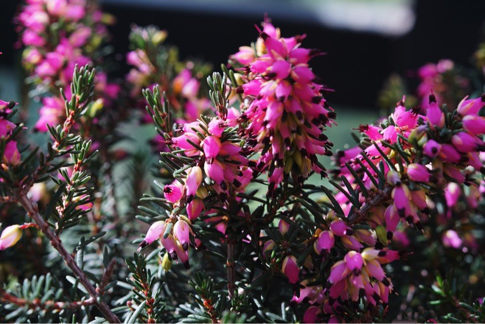 欧石楠耐寒的网红盆栽花朵又美又香花期长
