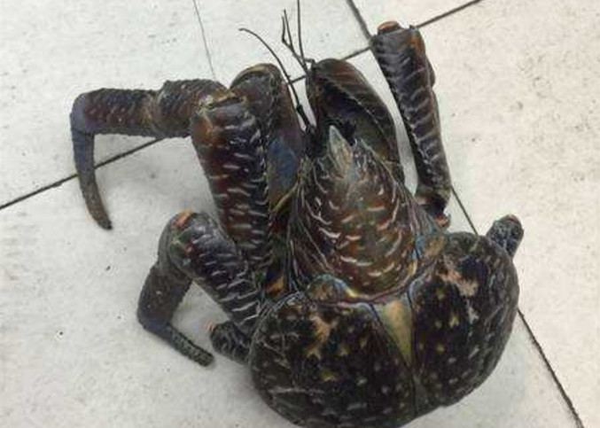 男子在庄稼地里抓到一只螃蟹,听到村长的这话,令他尴尬不已