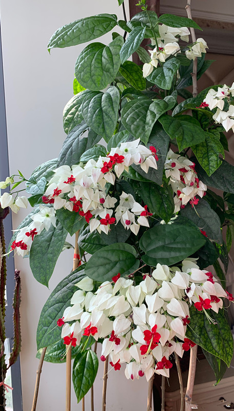 点亮你的阳台九龙吐珠放养着就能得很好,无需花费很多心血,也不用担心