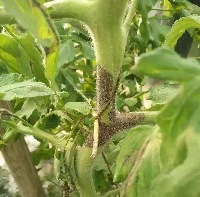 番茄溃疡病进入高发期大家注意预防做好农业化学防治