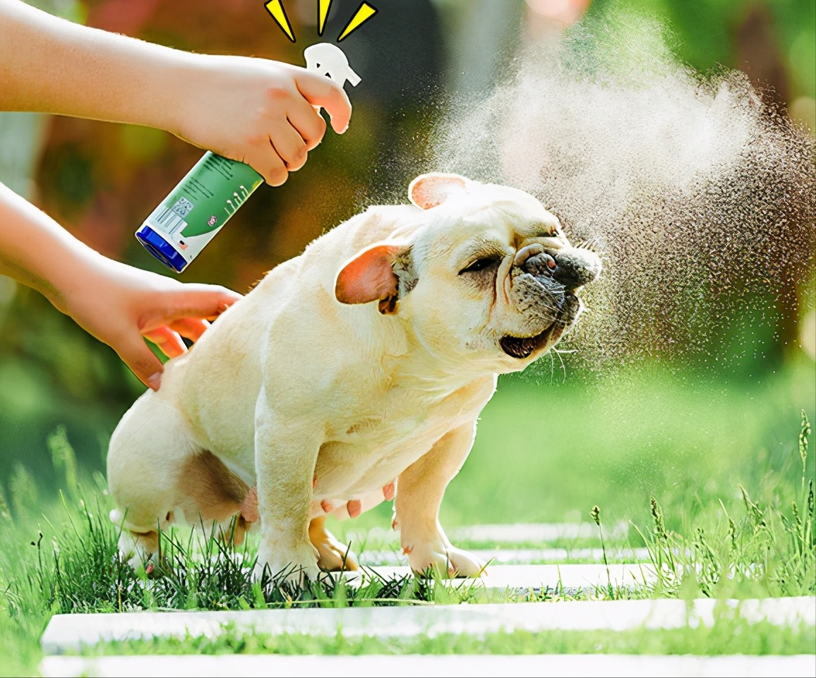 狗狗驱虫攻略来了!不了解的,赶紧看看__财经头条