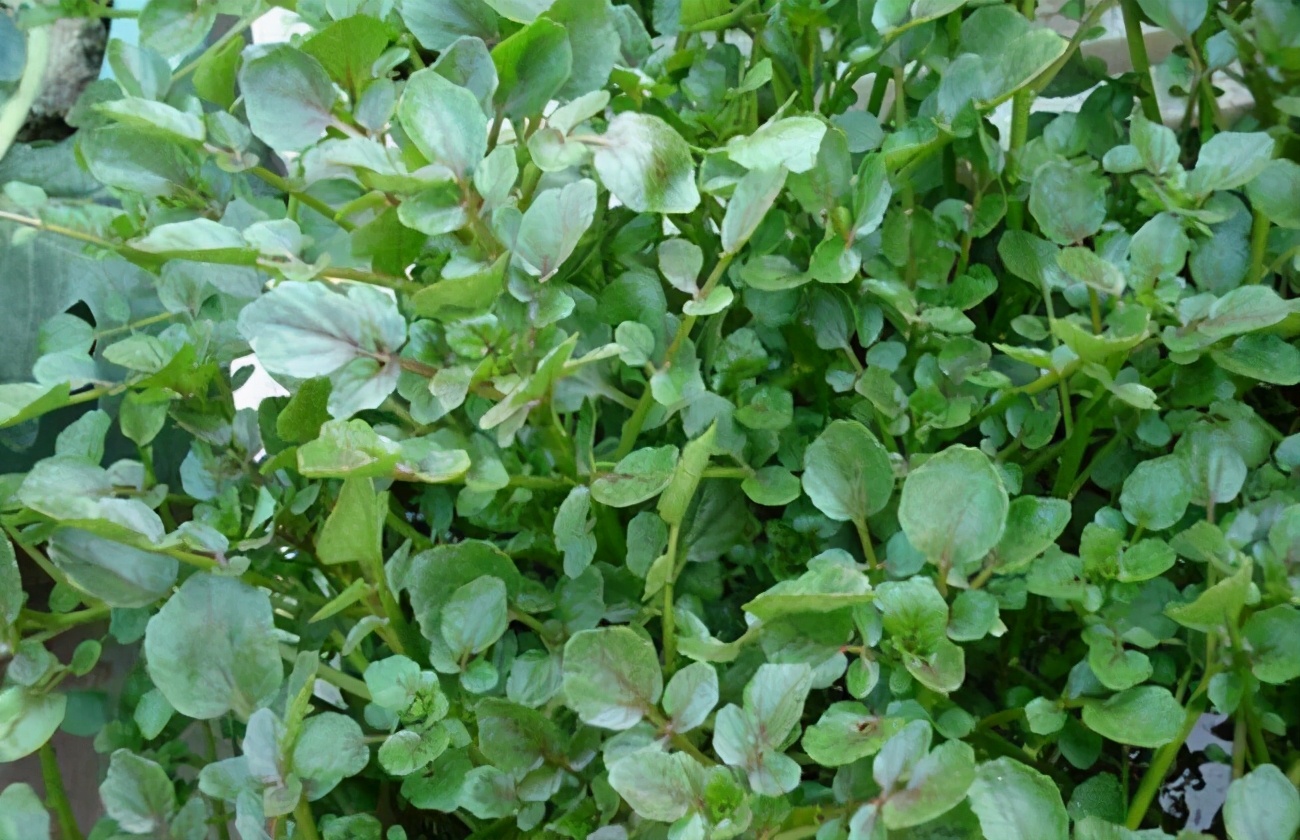 好食物吃出好身体推荐3种食物美容养肤延缓衰老改善气色