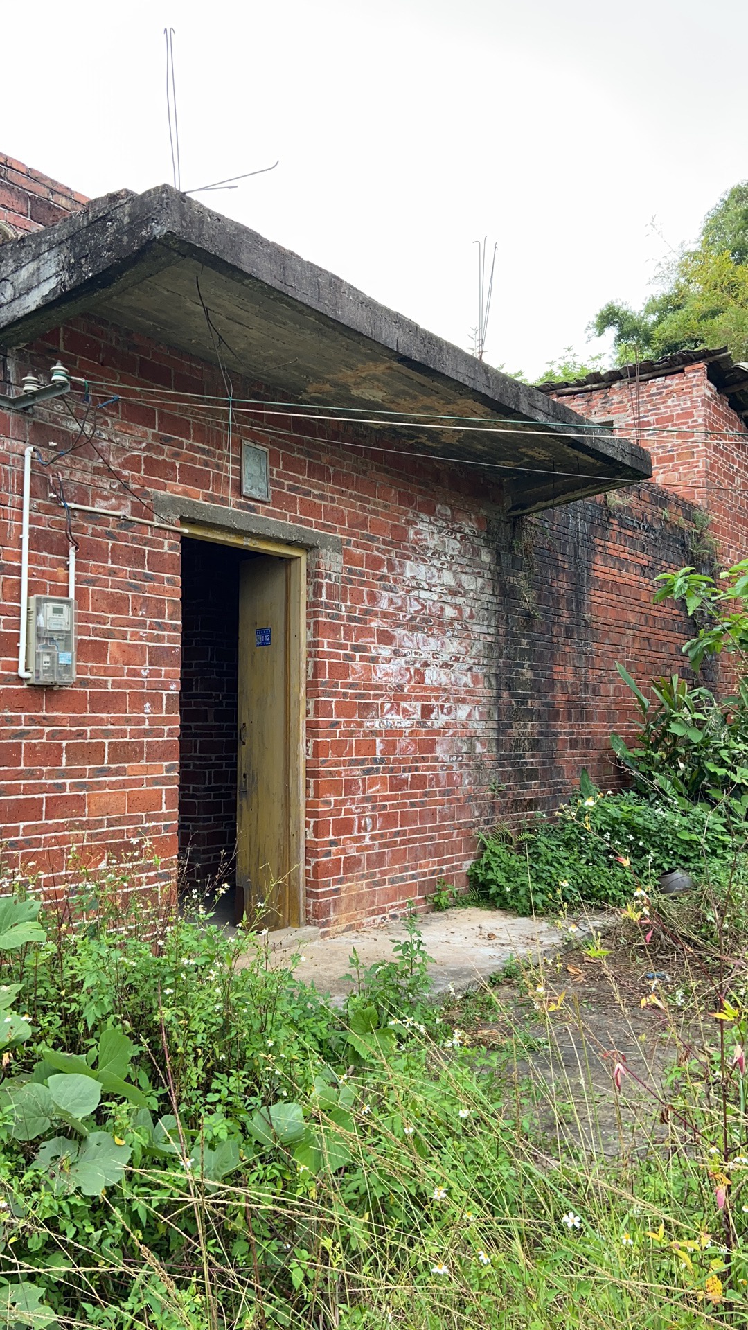 重阳回乡祭祖见闻:旧屋残破,人去楼空,你小时候养的花!