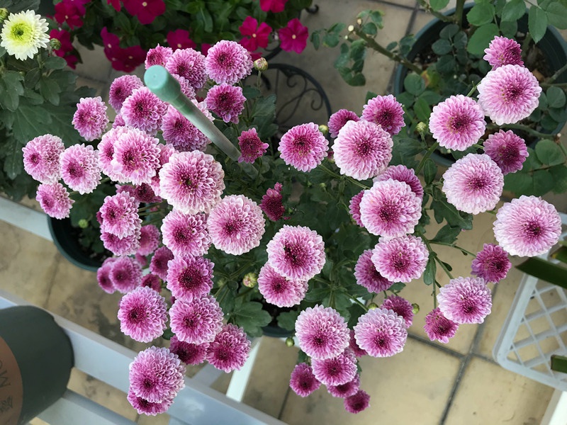 小米菊,阳台盆栽"新宠",观赏价值高,多季节开花!