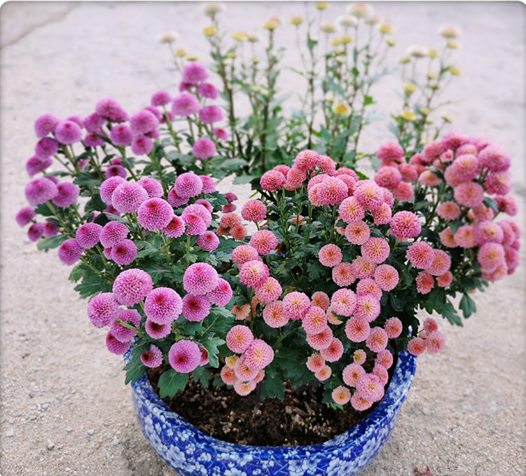 阳台盆栽"新宠"—纽扣菊,养护简单,花朵可爱迷人!