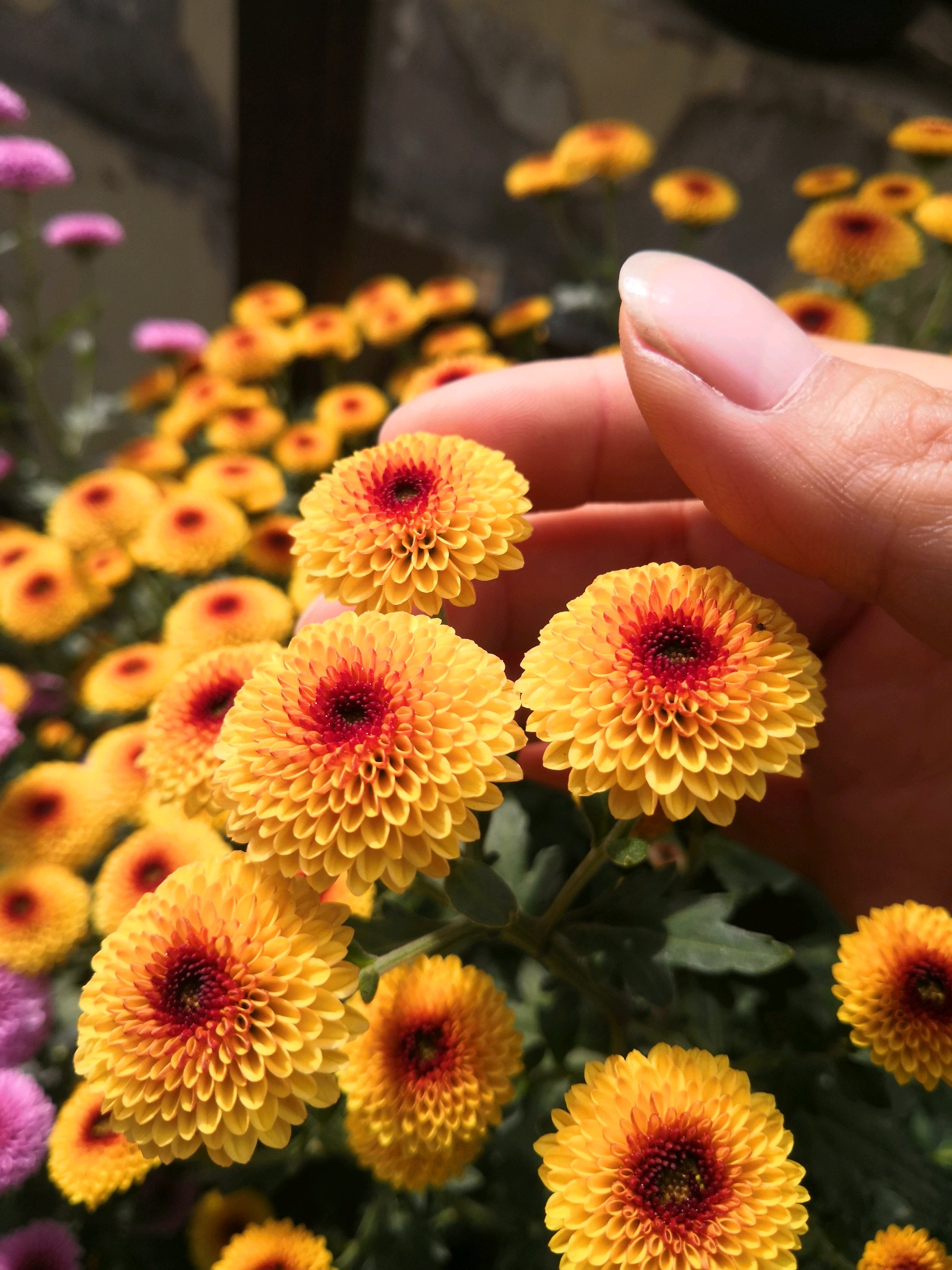 小米菊,阳台盆栽"新宠",观赏价值高,多季节开花!