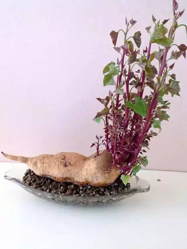 别人家的红薯盆栽还可以这么美,真是羡慕死了!