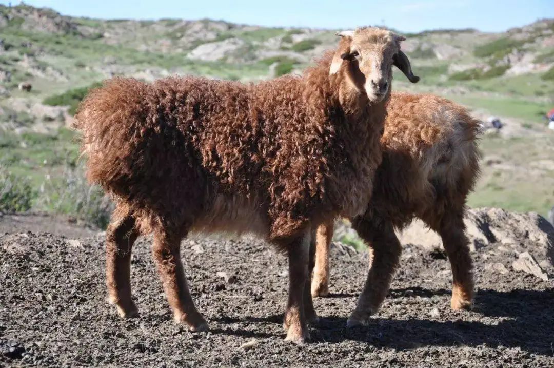 阿勒泰大尾羊的历史极其悠久,早在1000多年前,这种生长速度快,肉质鲜