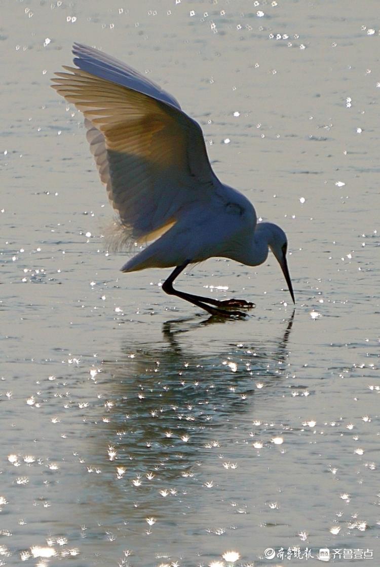 冰面下的鱼儿游来游去冰面上的鸟儿干着急