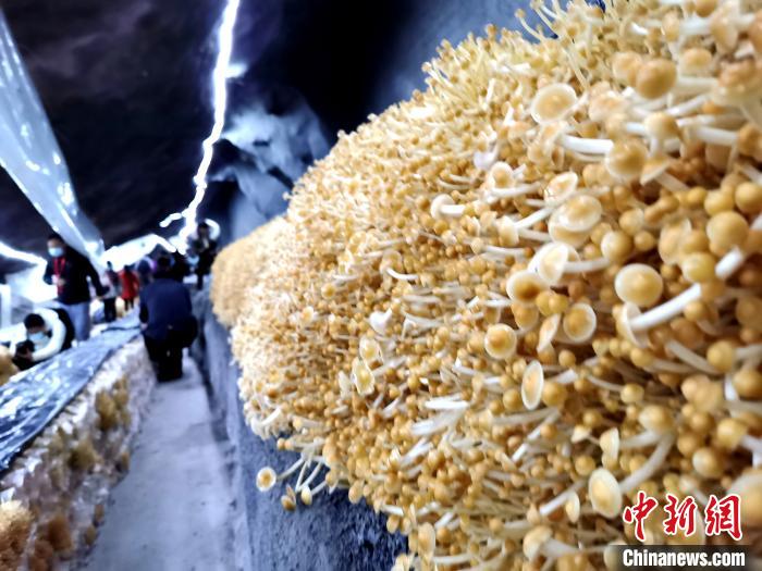 废弃矿洞里养殖出来的金针菇 胡传林 摄
