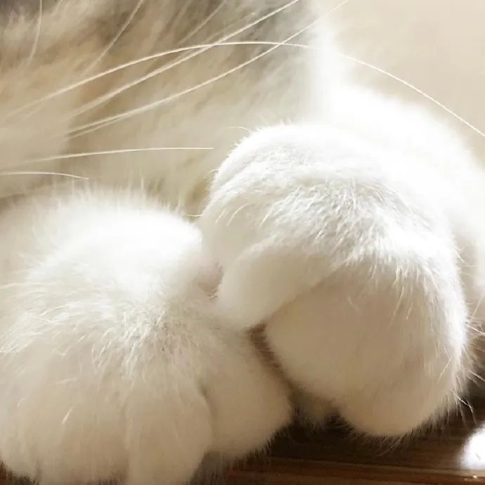 这是什么绝世小可爱要被猫猫爪爪萌没了