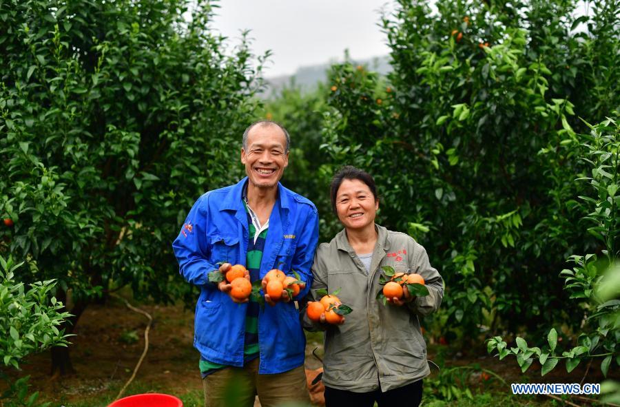 Villager Wei Rishan (L) and his wife Zheng Wenying show harvested oranges at an orchard in Jiaotang Village of Luzhai Town in Luzhai County, south China's Guangxi Zhuang Autonomous Region, March 8, 2020. In recent years, Luzhai County has strengthened the development of traditional industries, including crop farming, forestry and animal husbandry, in its poverty alleviation. It has found ways to help its every township build at least two modern agricultural demonstration zones, in a bid to consolidate poverty-relief achievements and help revitalize the countryside. According to county statistics, about 89% of its impoverished people have benefited from the development of industries and its 22 poverty-stricken villages have all shaken off poverty. (Xinhua/Huang Xiaobang)