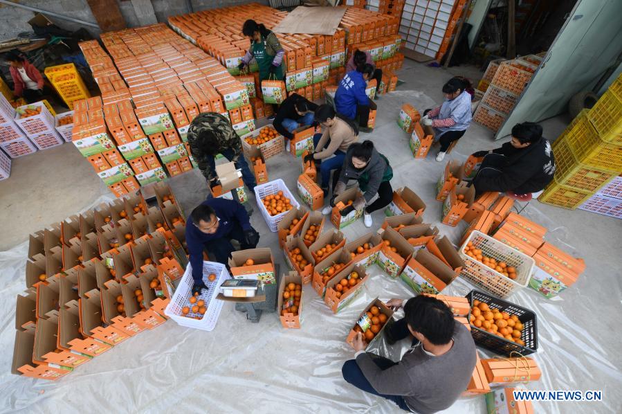 Staff package mandarin oranges for sale at a farm in Luzhai County, south China's Guangxi Zhuang Autonomous Region, Jan. 10, 2020. In recent years, Luzhai County has strengthened the development of traditional industries, including crop farming, forestry and animal husbandry, in its poverty alleviation. It has found ways to help its every township build at least two modern agricultural demonstration zones, in a bid to consolidate poverty-relief achievements and help revitalize the countryside. According to county statistics, about 89% of its impoverished people have benefited from the development of industries and its 22 poverty-stricken villages have all shaken off poverty. (Xinhua/Huang Xiaobang)